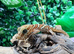 Pictus Ground Gecko at Birmingham Reptiles