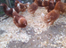 Point of lay hens.