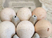 Slate x black turkey hatching eggs x6
