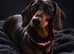 4 year old female dachshund