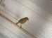 1 Irish fancy and 1 raza cock bird canary for sale
