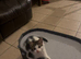 Health-Checked Mixed Breed Kitten Seeking Permanent Placement