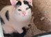 Kittens for sale
