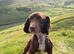 Older boy looking for a home