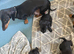 Doxiepoo F1 puppies