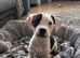 Female Staffy cross bulldog puppy