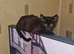 Black kitten 6 month old