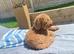 Poochon Male 4Years Old