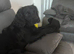 Male sprocker spaniel