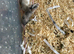 Fancy mice babys - Ready Now