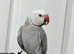 Tame Indians Ringneck
