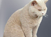 British shorthair kittens
