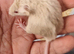 Mix colors mice