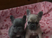 Exotic frenchie fluffy & carriers
