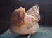 2 bantam hens