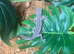 South West Spiny Tail Gecko (Strophurus Springerus) at Birmingham Reptiles
