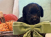 Doxiepoo