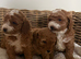 Cavapoo Puppies for Sale
