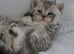 ️ Kittens Arriving Soon ️