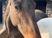 15hh 4yr old mare