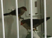 Finches