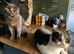 2 bsh boys 3 years old bonded pair