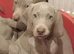 K c reg Weimaraner puppies