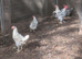 Splash maran breeding group