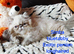STUNNING PEDIGREE PERSIAN EXOTICS