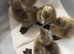 Khaki Campbell Ducklings