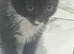 Adorable tuxedo kitty