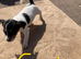 Jack Russell puppies
