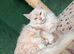 3-Year-Old White Maine Coon