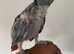 Hand tame African grey parrot