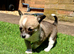 Chihuahua girl