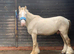 8month cob mare