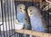Super silly hand tamed baby budgies