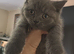 British shorthair pedigree kittens, blues, ready now