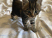 Maine coons