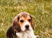 Two gorgeous beagle puppies