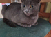 Kittens for sale