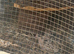 Quails