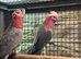 Pr galah cockatoos