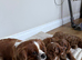 Cavapoo puppy’s