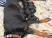 Rottie x cocker