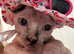 Male Sphynx kittens Ready Now
