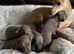 Romeo italian greyhound Russian Import for stud