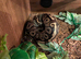 Vivarium and ball python