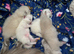 3week ragdoll kitties