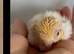 Handtame Lutino baby lineolated parakeets